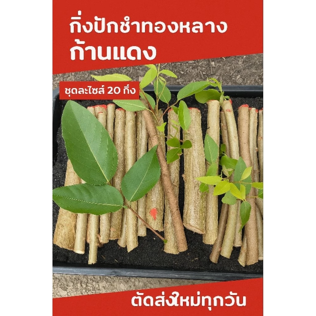 ชุดกิ่งคละ Size ทองหลางก้านแดง 20 กิ่ง / ชุด ตัดใหม่ ส่งไว