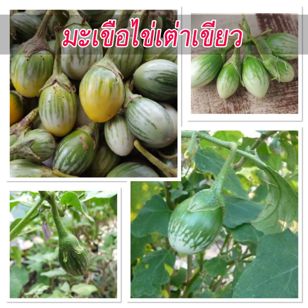 เมล็ดพันธุ์มะเขือไข่เต่าเขียว 90–200 เมล็ด ผลทรงรี สีเขียวเข้ม เนื้อแน่น เก็บเกี่ยวใน 60–70 วัน ให้ผลดก  (ซื้อ 10 แถม 1)