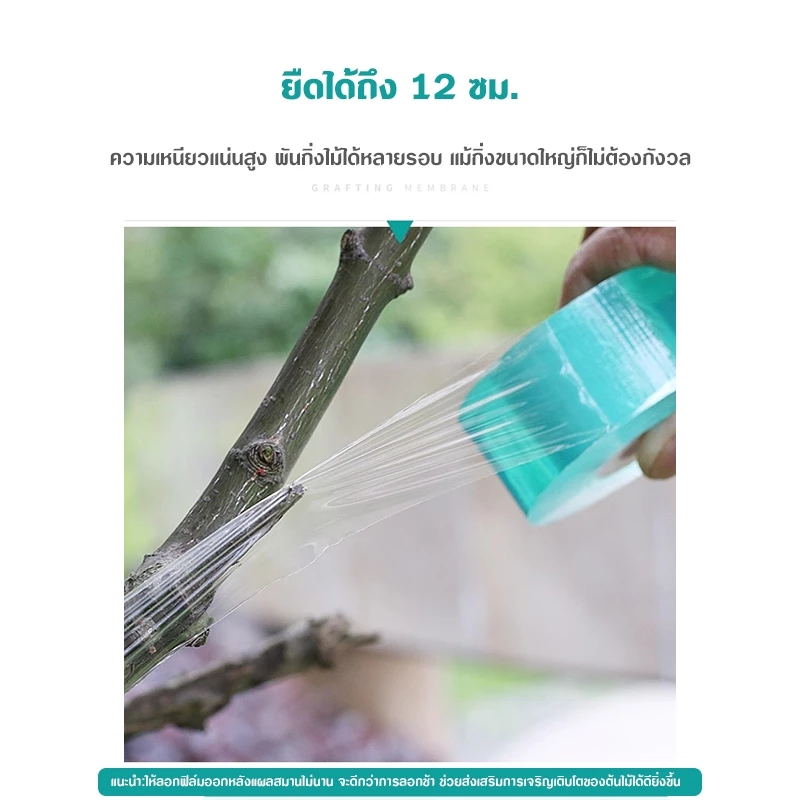 เทปพันกิ่งไม้ เทปพันตอนกิ่ง ฟิล์มยืดติดตาต้นไม้ thumbnail 4