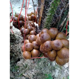 🌴ต้นสละอินโดสายน้ำผึ้ง 🌴ต้นสวย​ 50-80ซม. พร้อมปลูก