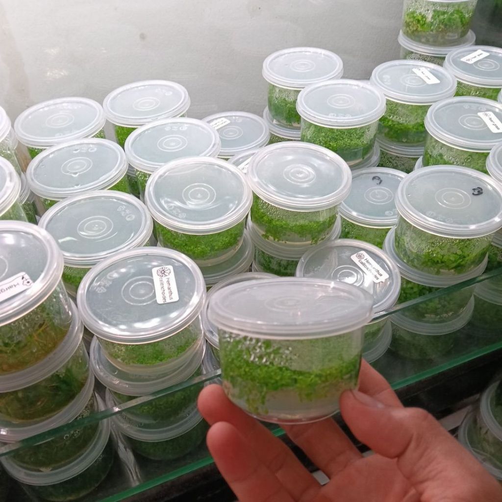 หวีดจิ๋วต้นไม้น้ำสำหรับใช้ตกแต่งตู้ไม้น้ำให้สวยงาม