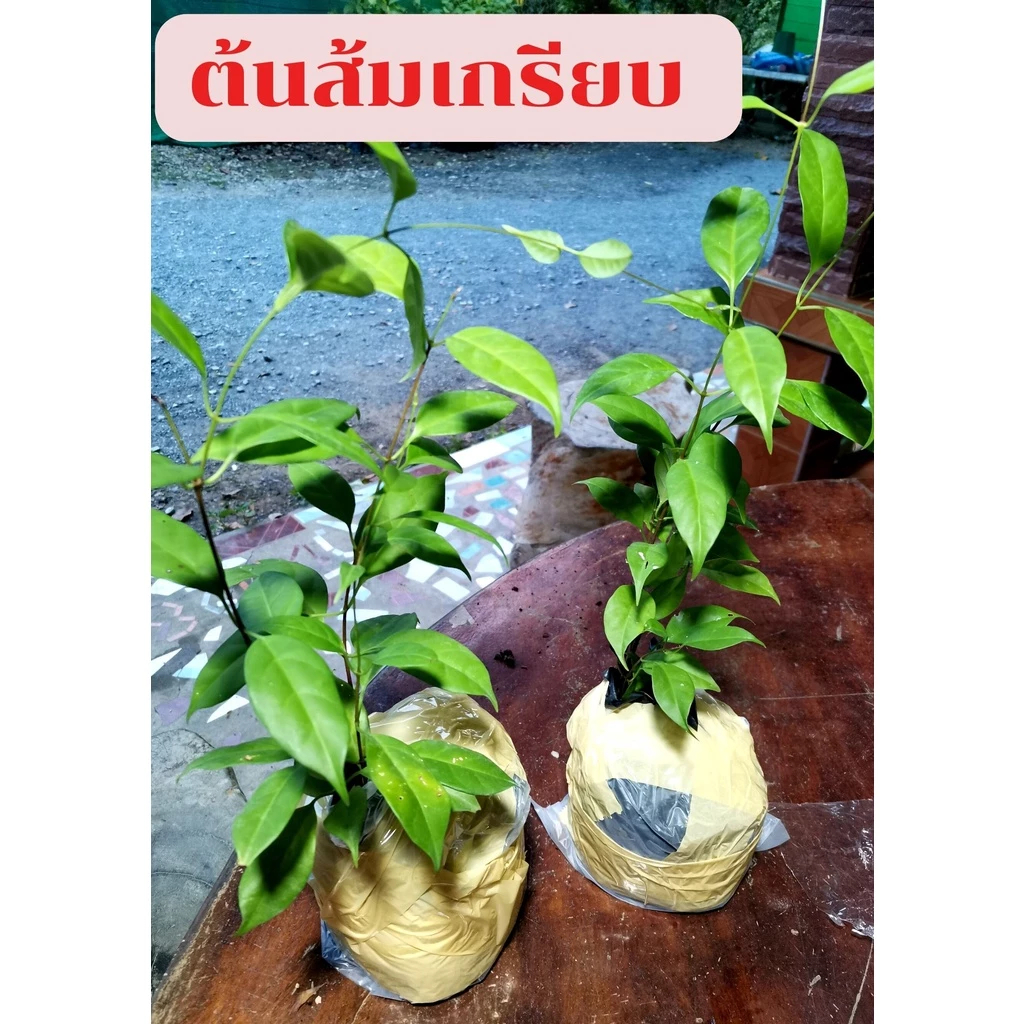 ต้นส้มเกรียบ น้ำใบไปต้มปรุงอาหาร มีรสเปรี้ยว คล้ายใบชะมวง