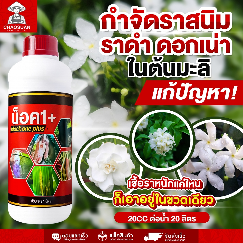 หมดปัญหา ราสนิม ราดำ ดอกเน่า ในต้นมะลิ แค่ขวดเดียวก็เอาอยู่!น๊อค1+ nock one plus