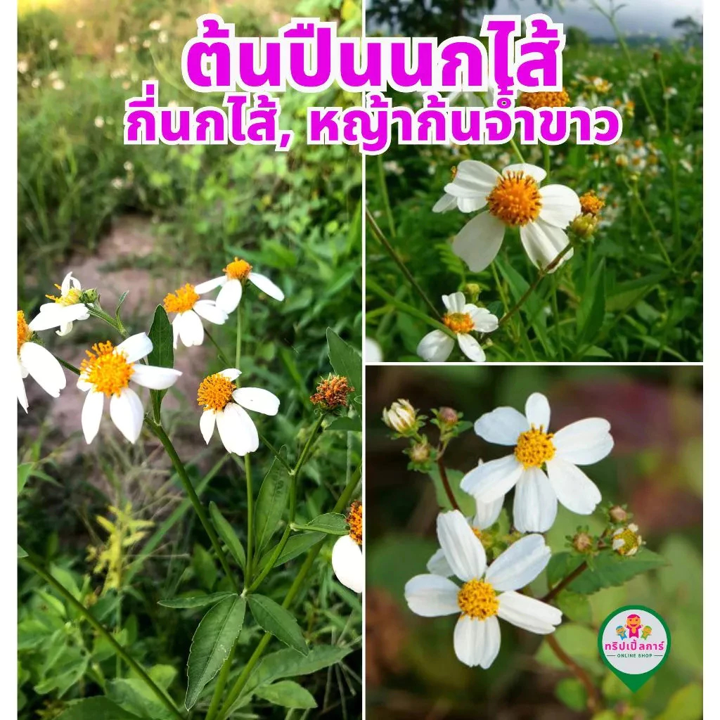 ต้นปืนนกไส้ (ส่งทั้งต้นพร้อมราก) หรือ กี่นกไส้, หญ้าก้นจ้ำขา