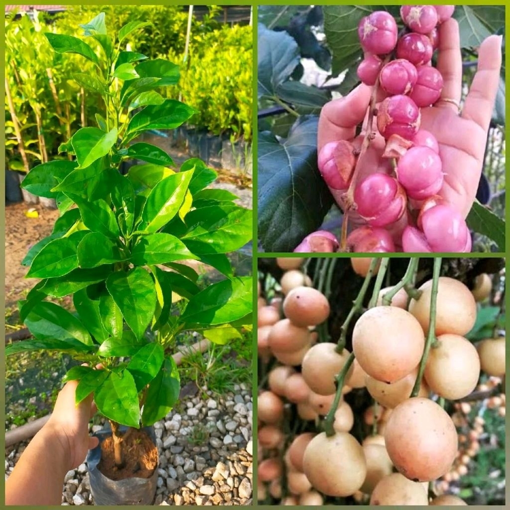 ต้นมะไฟพันธุ์สีชมพู กิ่งตอน ขนาด50-70ซม.ผลใหญ่รสหวาน ติดผลดก ปีเดียวติดผล