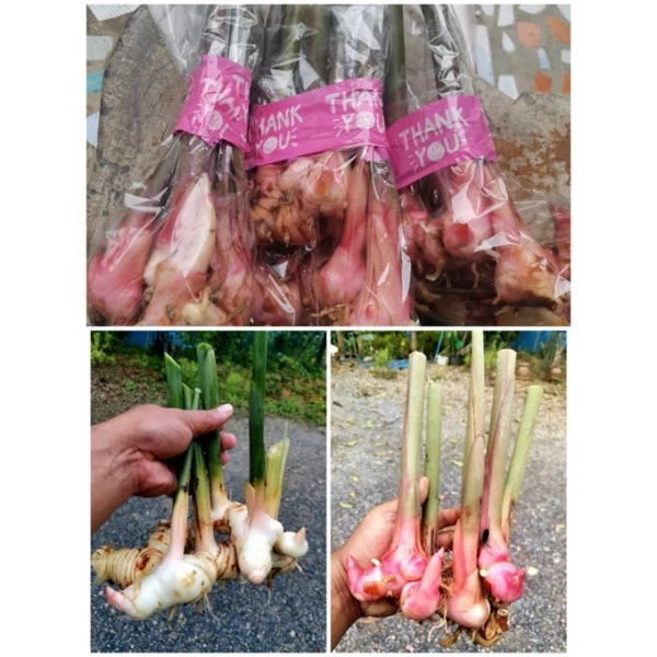 [พร้อมส่ง]ข่า,ต้นข่า,ต้นพันธุ์ข่าแดง, ข่าขาว​ สำหรับปลูก