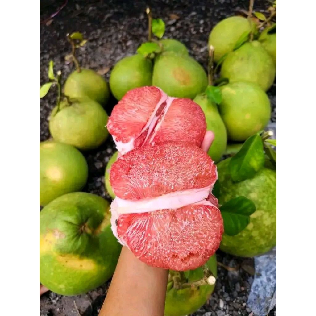 ส้มโอทับทิมสยามสดๆจากต้น...หวานอร่อยขนาด0.8กิโล
