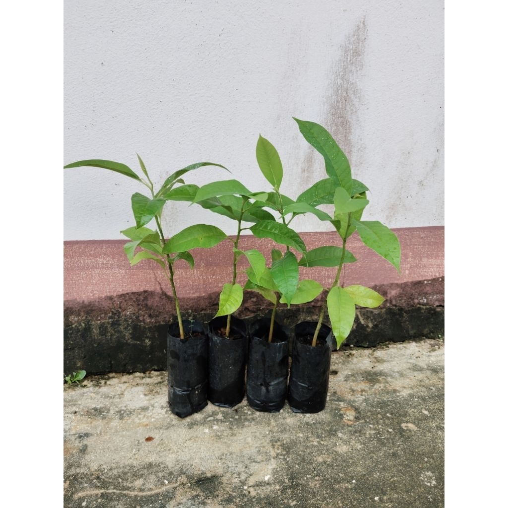 (ชุด4ต้น)ต้นจำปีสีทอง หอมมาก ดอกใหญ่ กลิ่นหอมทั้งปี