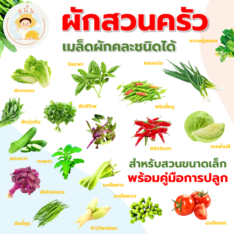 (พร้อมส่ง) เมล็ดพันธุ์ ผักสวนครัว ผักพื้นบ้าน เมล็ดใหม่ ปลูกง่าย งอกดี พร้อมคู่มือการปลูกอย่างง่าย