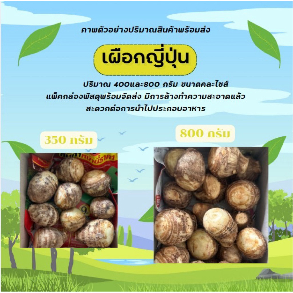 เผือกญี่ปุ่น ซาโตะอิโมะ さといも satoimo ปลูกแบบปลอดสารพิษ สามารถใช้สำหรับทำอาหาร หรือ ปลูกขยายพันธุ์ได้