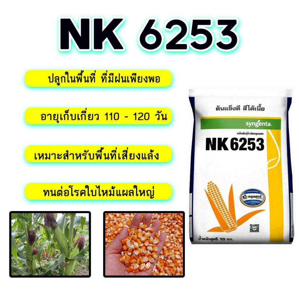 ์NK 6253 10กิโลกรัม 3.5 หุน ทนต่อโรคใบไหม้และแผลใหญ่ อายุเก็บเกี่ยว 110-120 วัน