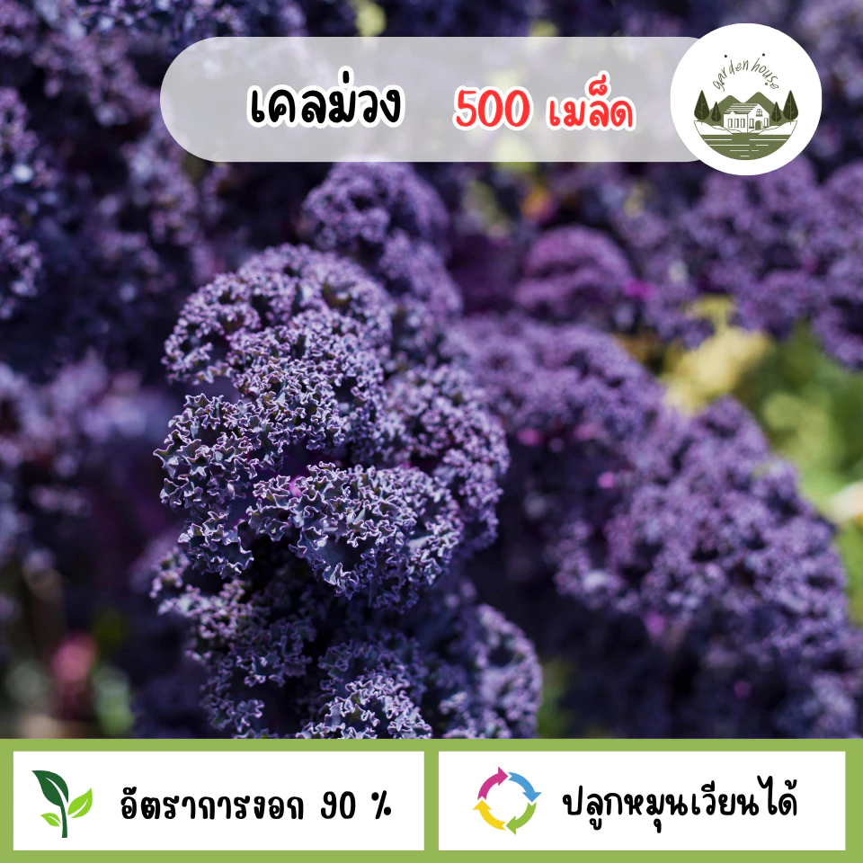 เมล็ดผักเคลสีม่วง 500 เมล็ด