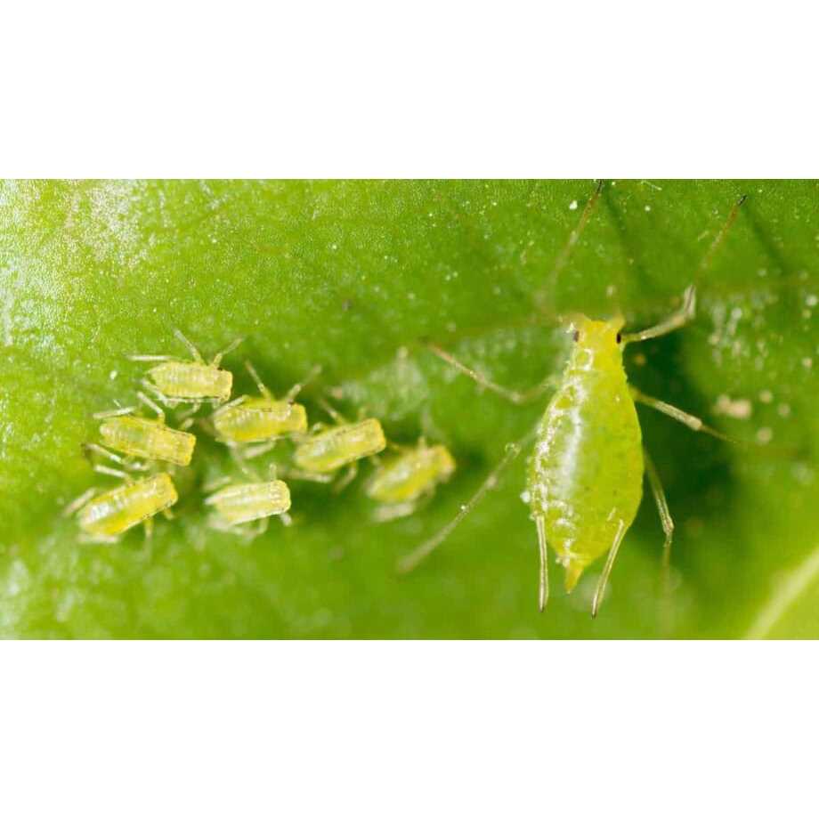 อะบาเมกติน 1.8% อีซี น้ำใส***ขายยกลัง12ขวด** สูตรเย็น ขนาด 1 ลิตร สำหรับกำจัดเพลี้ย หนอน และแมลง หลากหลายชนิด - รูปที่ 5