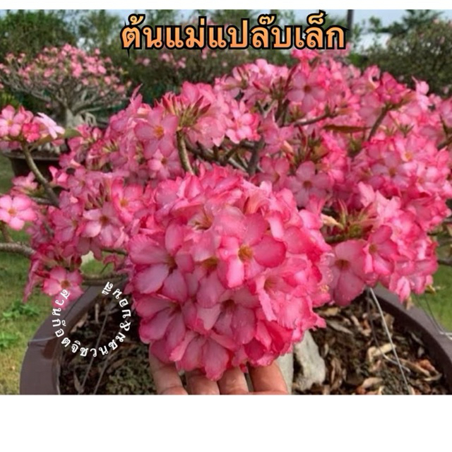 ชวนชม โซโคแปล๊บเล็ก กระถาง6นิ้ว(ถอนส่ง)