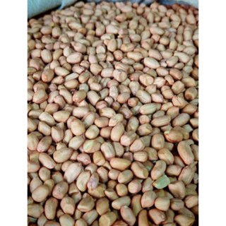 เมล็ดพันธุ์ถั่วลิสง ไทนาน9 ปลูกได้  ทานได้ 1กิโลกรัม