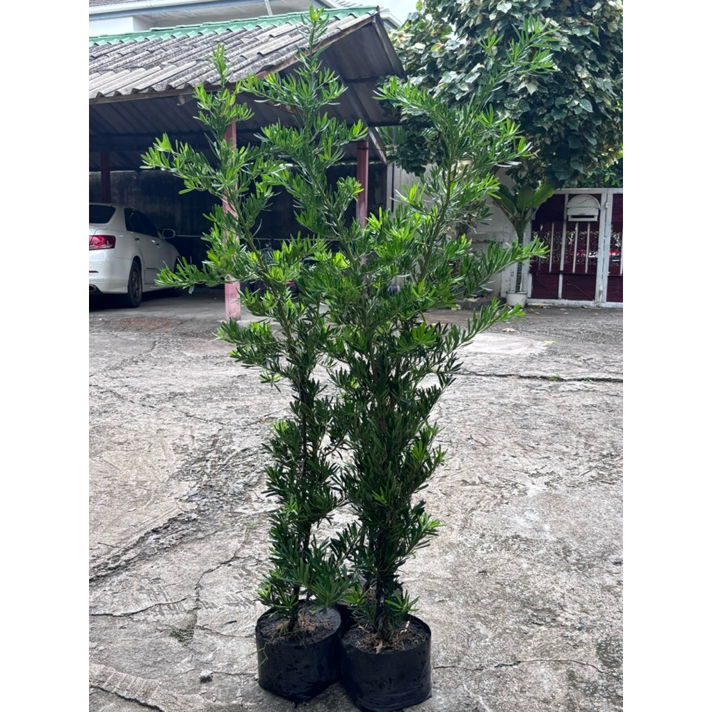 ต้นสนจักรพรรดิ์ หรือสนใบพาย ต้นไม้มงคลเสริมฮวงจุ้ย สูง1.5 เมตร