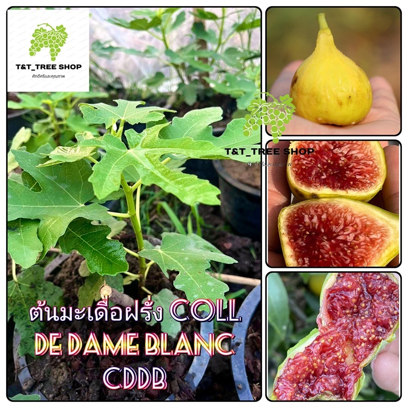 ต้นมะเดื่อฝรั่ง CDDB ต้นพันธุ์แท้ ลูกดก รสหวาน หอม อร่อย ต้นสูง 60–80 ซม