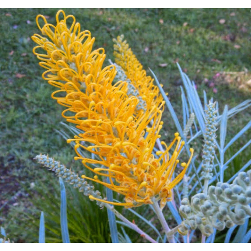 เกลวิเลียบุชเลมอนBush lemonน้องเหลืองพุ่มสูง90-100cm./60-70cm.