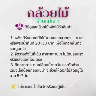 ดอกกล้วยไม้สุรีย์พีชน้ำหนัก 1 กิโลกรัม | บ้านสวนแม่เงาะ | Baansuanmaengor