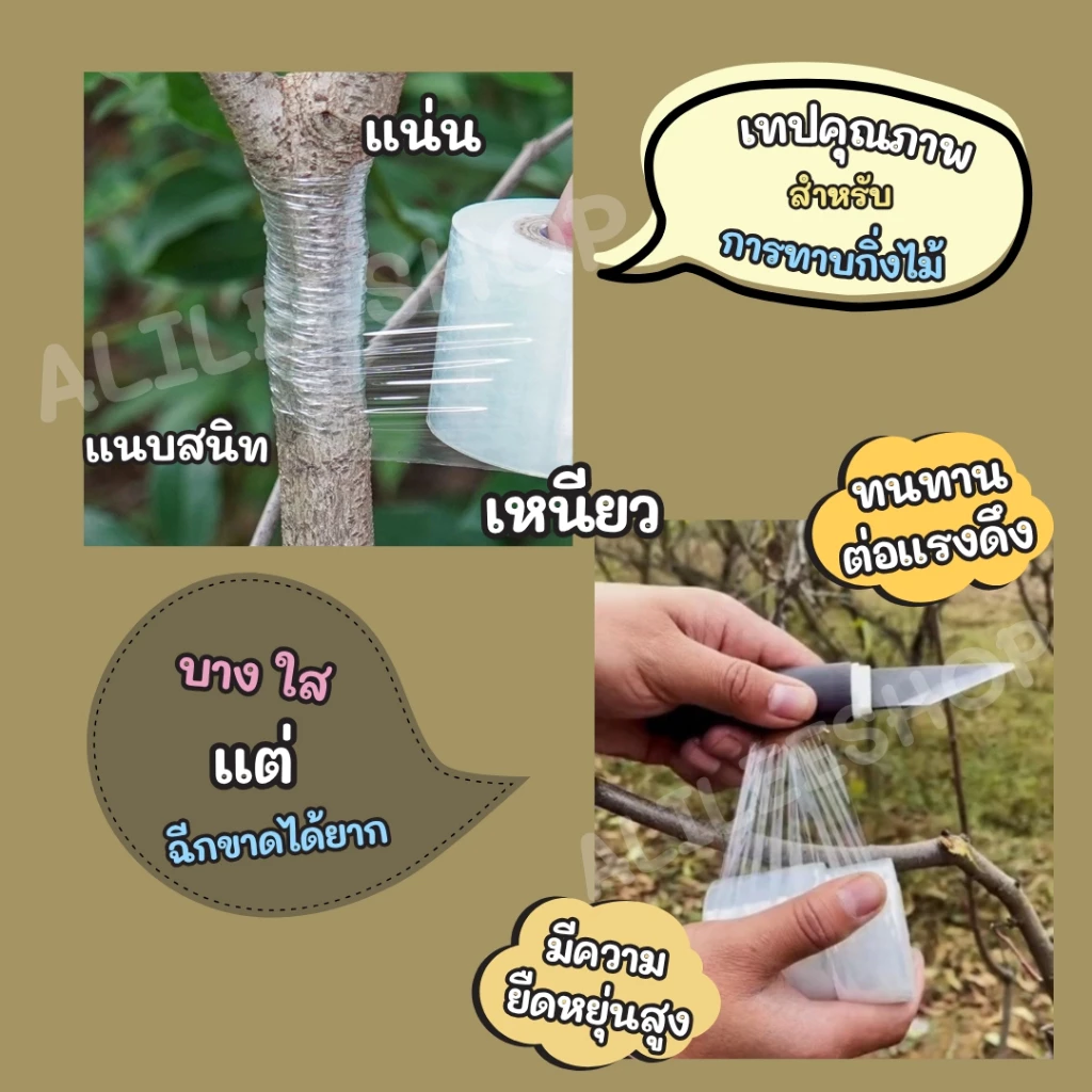 เทปพันกิ่งไม้ ตอนกิ่ง ทาบกิ่ง พลาสติก อุปกรณ์การเกษตร thumbnail 6