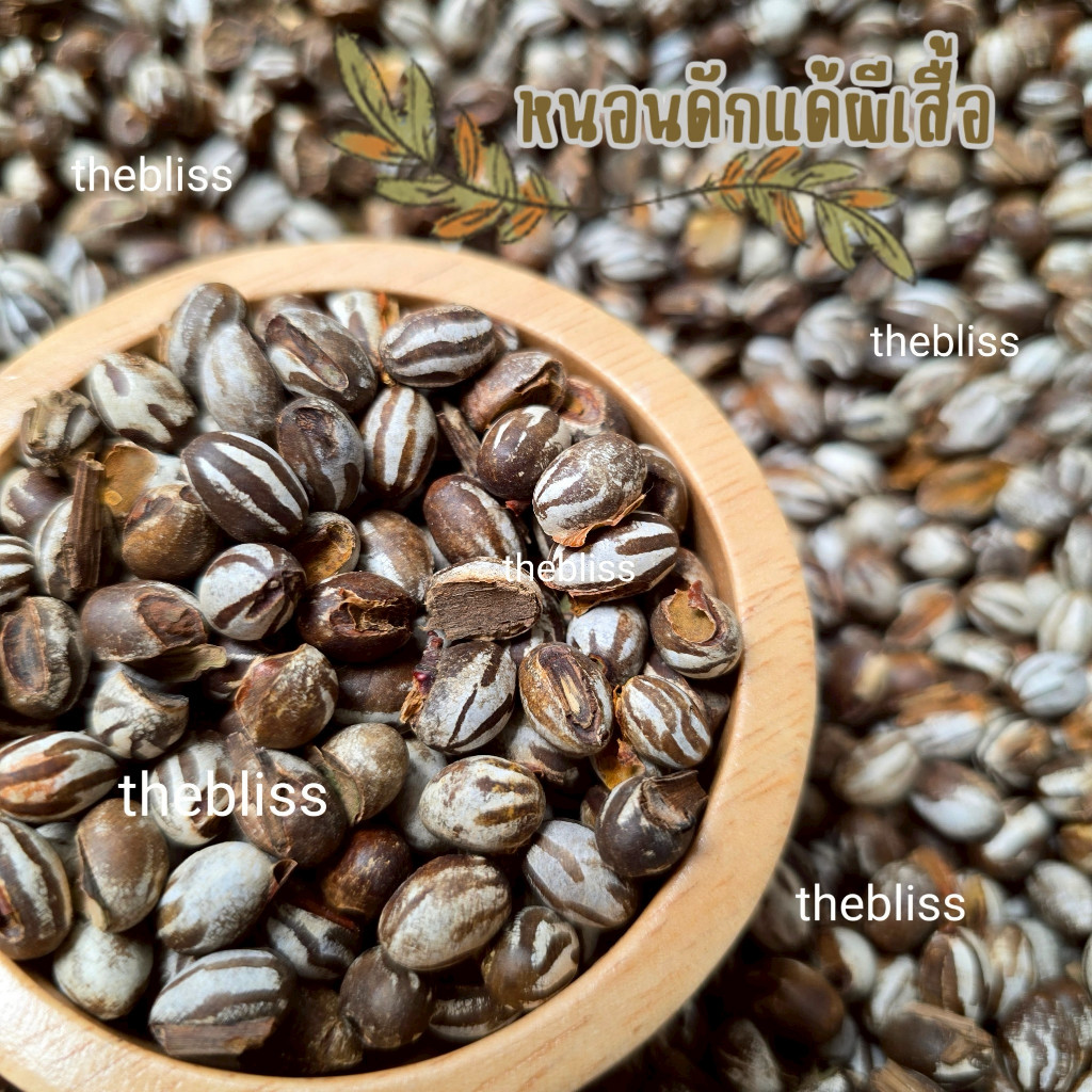 [thebliss] ดักแด้ชีส เสริมโปรตีน สำหรับสัตว์เลี้ยง แฮมสเตอร์ แฟตเทล ชูการ์ กระรอก