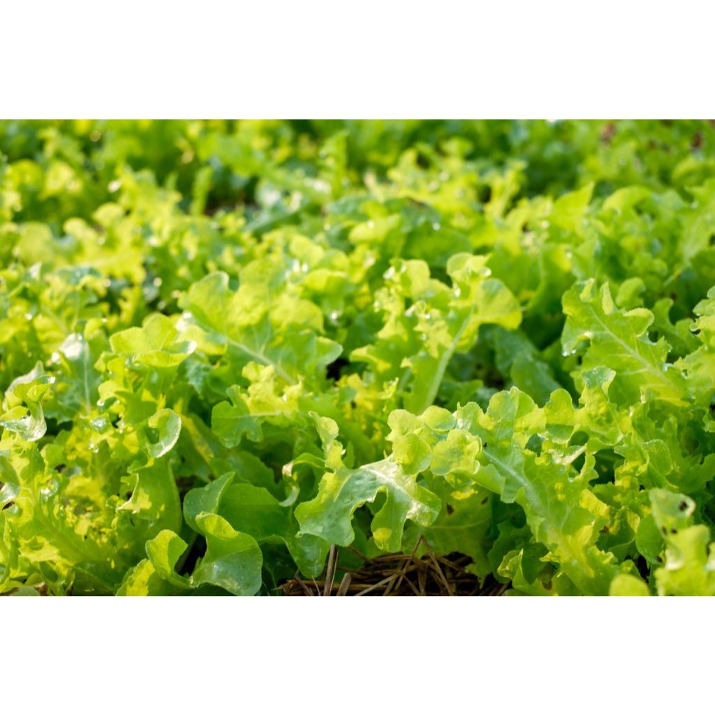 กรีนโอ๊คไม่ตัดราก 3 กก. ผักสลัดสดๆจาก Snail Farm ปลอดยาฆ่าแมลง