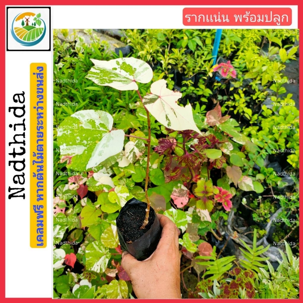 ต้นโพธิ์ 7 สี  ต้นกล้าพร้อมปลูก ไม้มงคล ไม้ประดับ ต้นโพธิ์ด่าง Nadthida