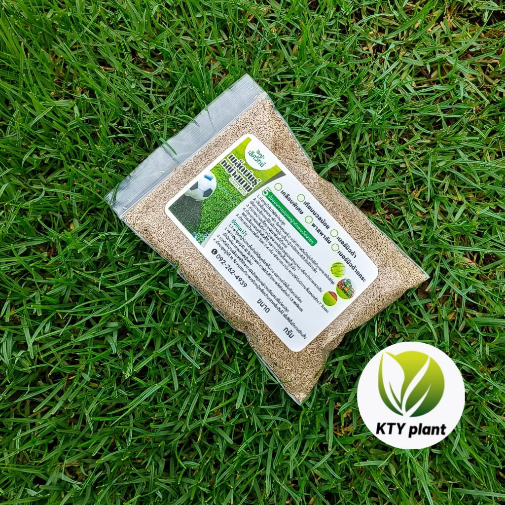 เมล็ดหญ้าพาสพาลัม 100 กรัม เมล็ดหญ้าสนาม หญ้าพาสพาลั่ม