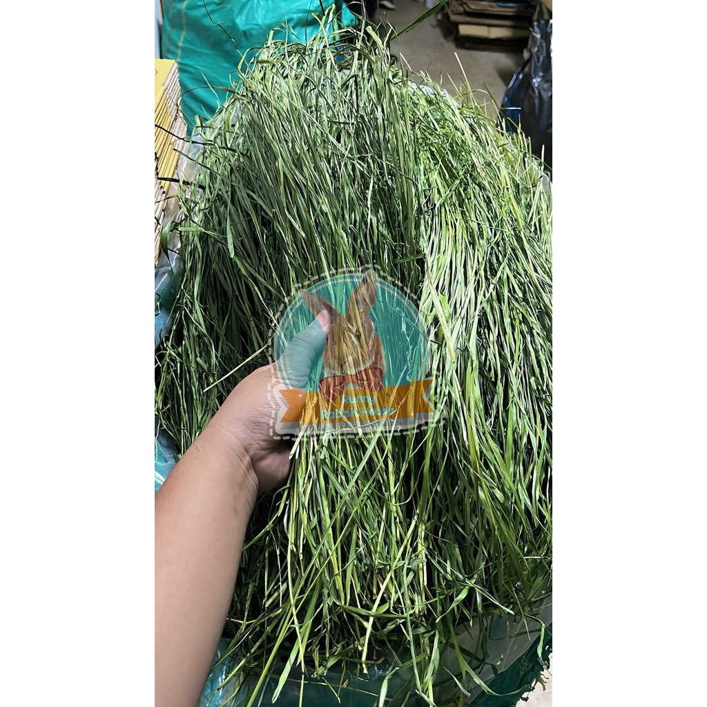 ในliveลด100.-สุดคุ้มถุง500กรัม หญ้าทิมโมธีอบลมร้อน เกรดยอดอ่อน ใบเยอะ ก้านเรียวเล็ก มีไฟเบอร์วิตามิน สำหรับสัตว์ฟันแทะ - รูปที่ 2