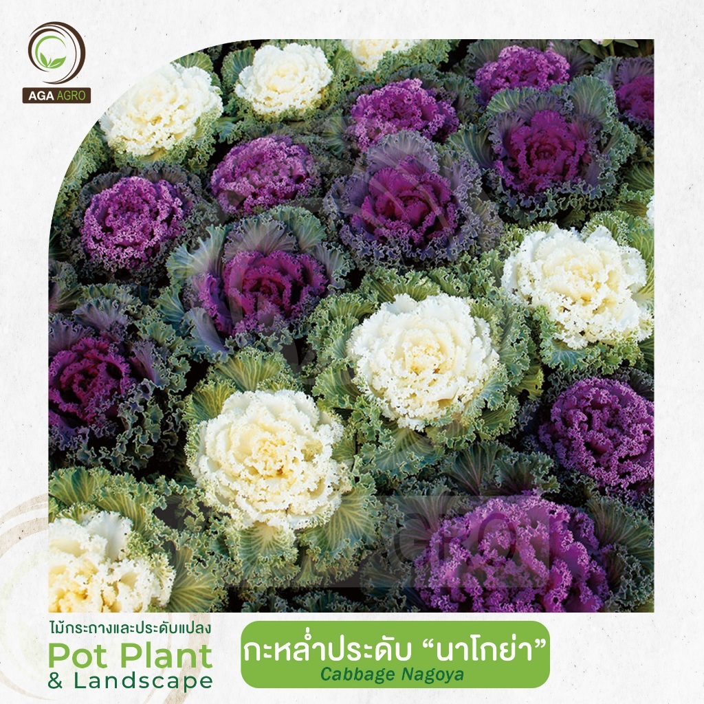 AGA AGRO I  "กะหล่ำประดับ นาโกย่า" ใบหยิกละเอียด สีกลางชัด-100เมล็ด-Cabbage Nagoya