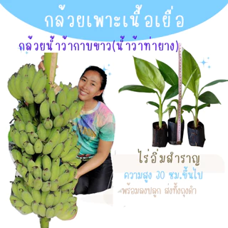 ต้นพันธุ์กล้วยเพาะเนื้อเยื่อ ชุดละ 10 ต้น ปลอดโรค รากแน่น ต้นแข็งแรง พร้อมลงปลูก สายพันธุ์แท้จากห้องแลป ราคาส่ง ถูกมา