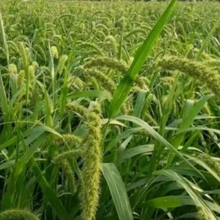 #เมล็ดหญ้ากัมบ้า 1กก. #หญ้ากัมบ้า เมล็ดพันธุ์หญ้ากัมบ้า Andropogon gayanut #เกรียงศักดิ์เมล็ดและท่อนพันธุ์หญ้าอาหารสัตว์