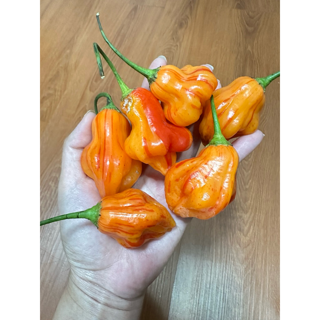 เมล็ดพริก Zebrange ลูกติดผลในไทย 10 เม็ด 50 บาท