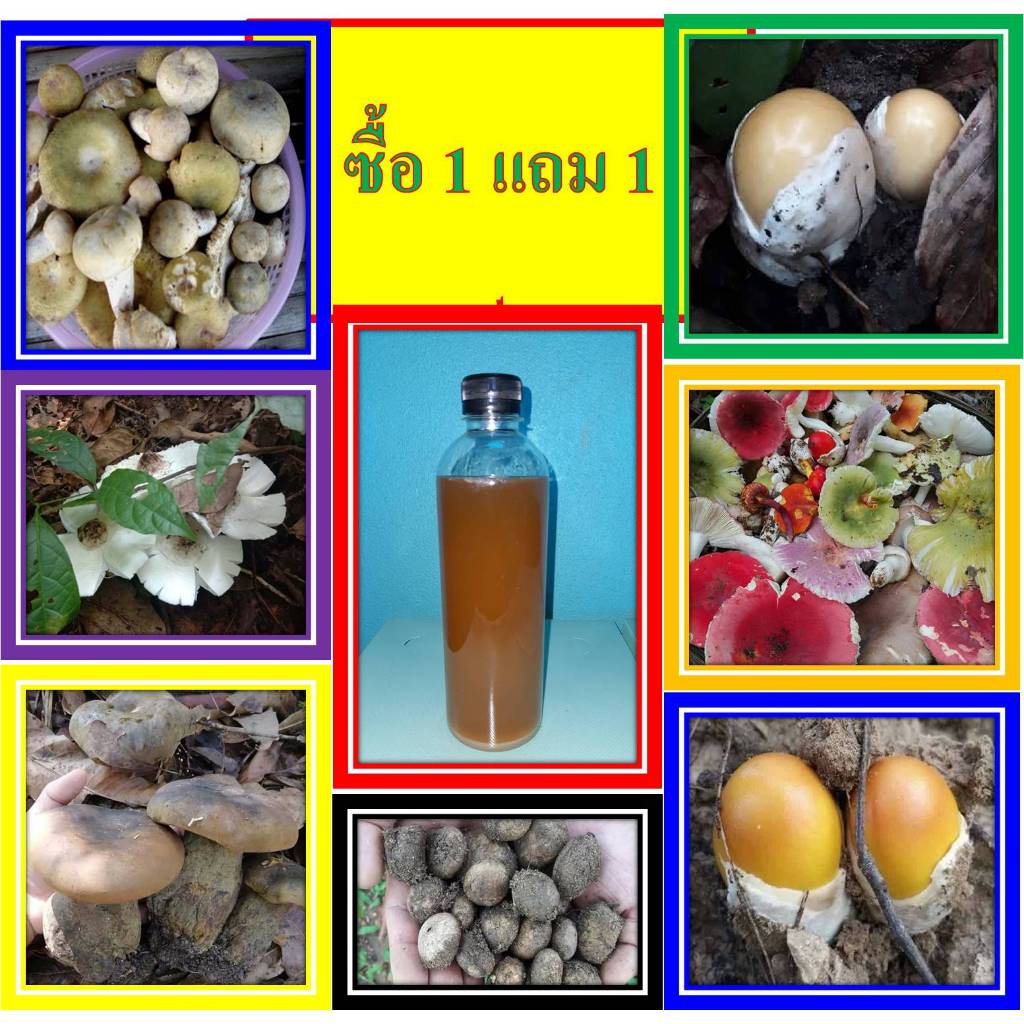 เชื้้อเห็ดป่ารวม ซื้อ 1 แถม 1 ขวด ขนาด 500 มล. เชื้อเห็ดเข้มข้นนำไปลงเพาะกับรากต้นไม้ ราคา ถูกที่สุด ดีลบีเคเค