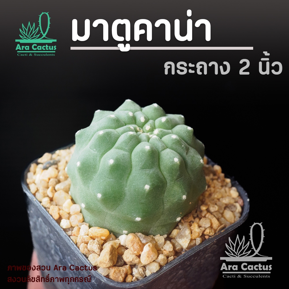 แคคตัสราคาถูก ส่งทั้งกระถาง 25 บาททุกต้น ครบ8ต้นมีแถม พันธุ์หายาก สวยๆ cactus กระบองเพชรราคาถูก - รูปที่ 3