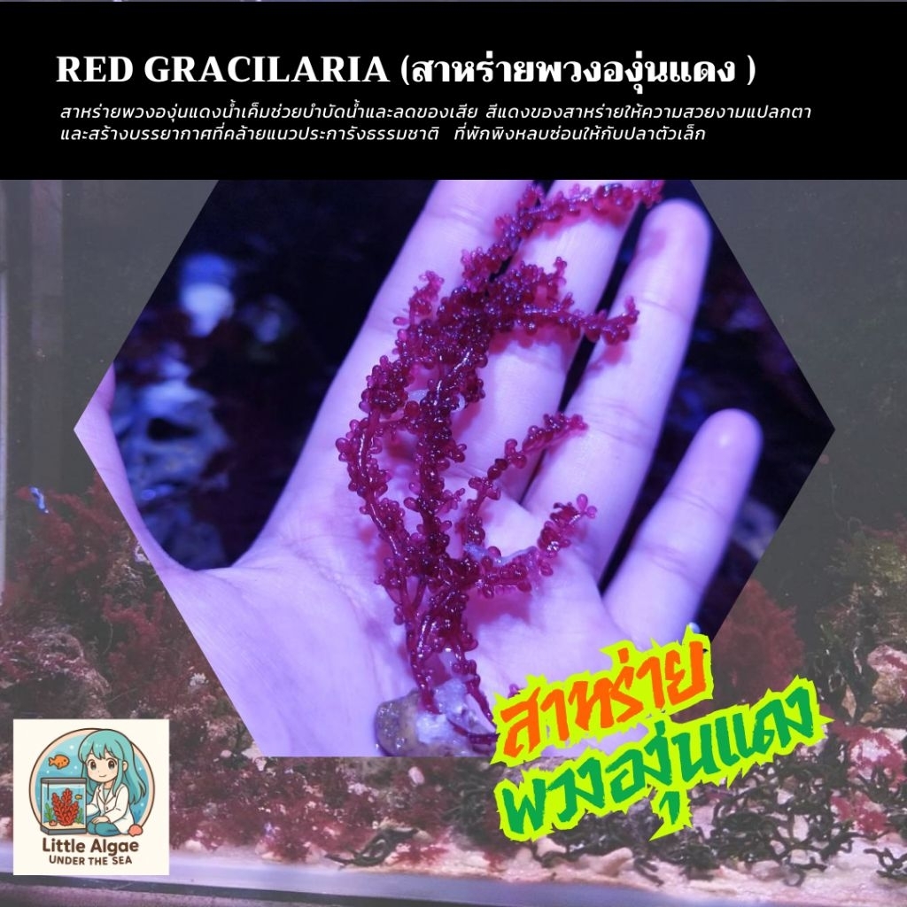 สาหร่ายพวงองุ่นแดง (Red  Gracilaria) #สำหรับตู้ปลาทะเล