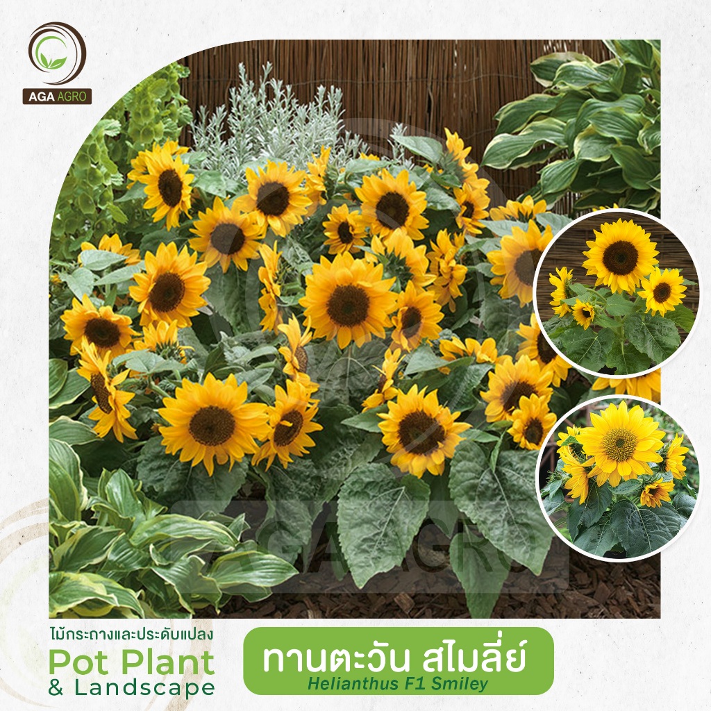 AGA AGRO I "ทานตะวัน สไมลี่ย์" สายพันธุ์ลูกผสมต้นเตี้ย ออกดอกไว บานได้นาน-100เมล็ด-Helianthus Smiley