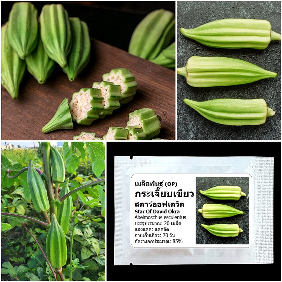 เมล็ดพันธุ์ กระเจี๊ยบเขียว สตาร์ออฟเดวิด Star Of David Okra Seed 20 เมล็ด คุณภาพดี ของแท้ 100%