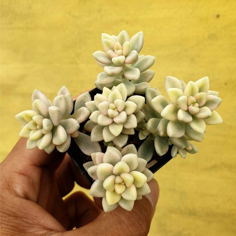 ต้นไม้อวบน้ำ กุหลาบหิน แกร๊ปโตพีทาลัม เมนโดเซ ด่างขาว Graptopetalum Mendozae Variegata #สีชมพู ราคา ถูกที่สุด ดีลบีเคเค แกลเลอรีภาพที่ 2