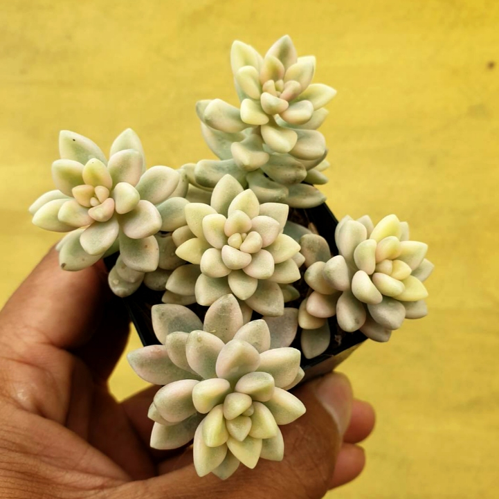 ต้นไม้อวบน้ำ กุหลาบหิน แกร๊ปโตพีทาลัม เมนโดเซ ด่างขาว Graptopetalum Mendozae Variegata #สีชมพู ราคา ถูกที่สุด ดีลบีเคเค แกลเลอรีภาพที่ 6