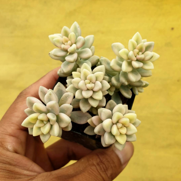 ต้นไม้อวบน้ำ กุหลาบหิน แกร๊ปโตพีทาลัม เมนโดเซ ด่างขาว Graptopetalum Mendozae Variegata #สีชมพู ราคา ถูกที่สุด ดีลบีเคเค แกลเลอรีภาพที่ 9
