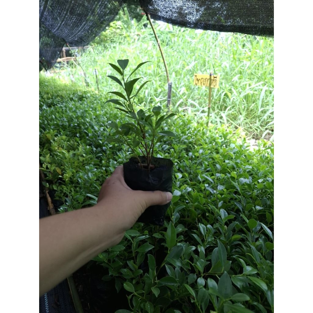 ไทรเกาหลี 1 ชุด 10 ต้นถุงดำเล็ก🌱