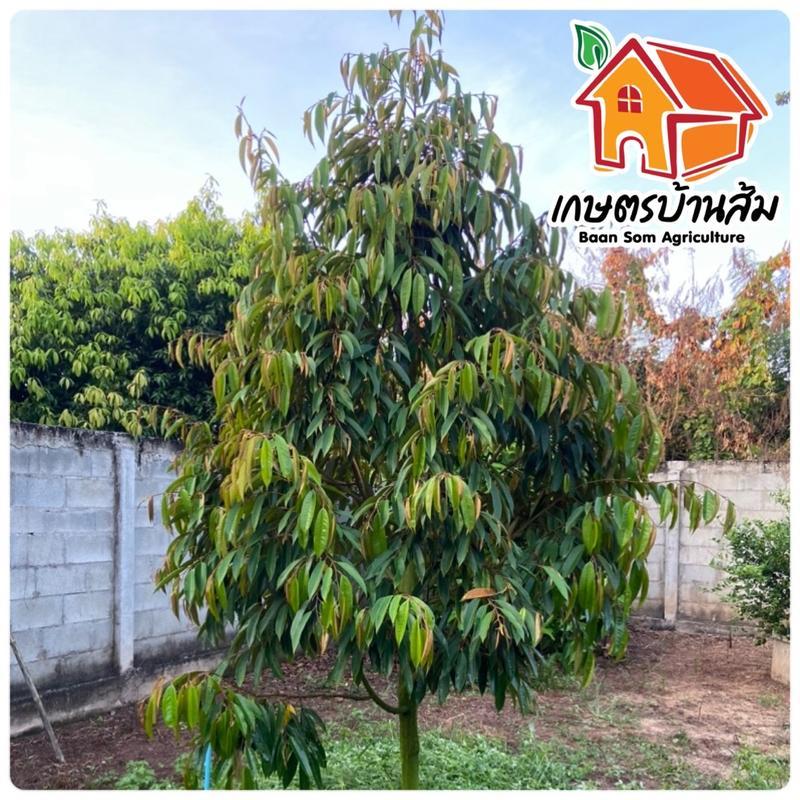 [โปร 2 ขวด ] ซิงค์พลัส สังกะสี 16% เร่งการแตกยอด แตกใบอ่อน แก้อาการใบเหลือง ต้นโทรม - รูปที่ 5