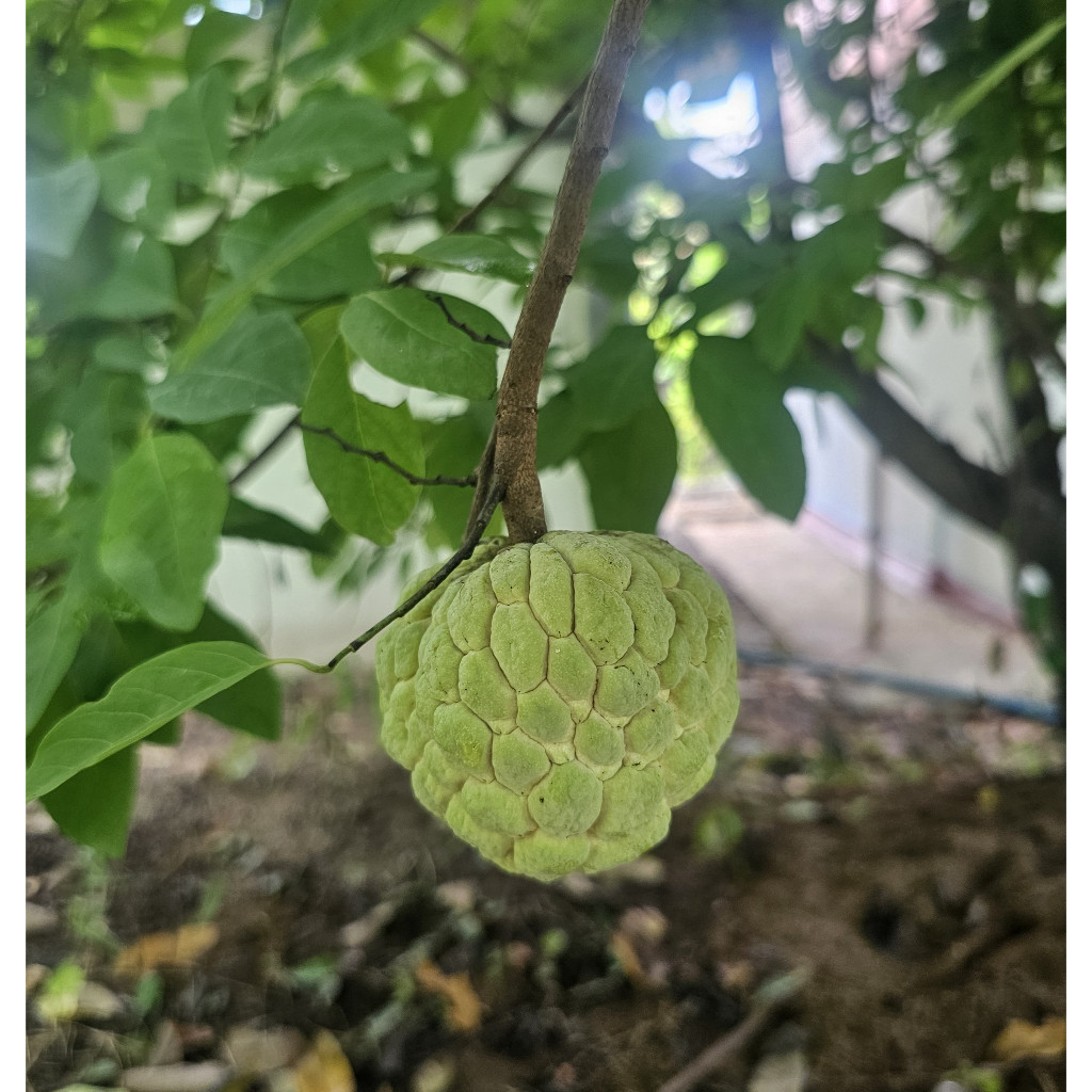 เมล็ดน้อยหน่า บรรจุ 20 เมล็ด sugar apple custard apple 20 seeds