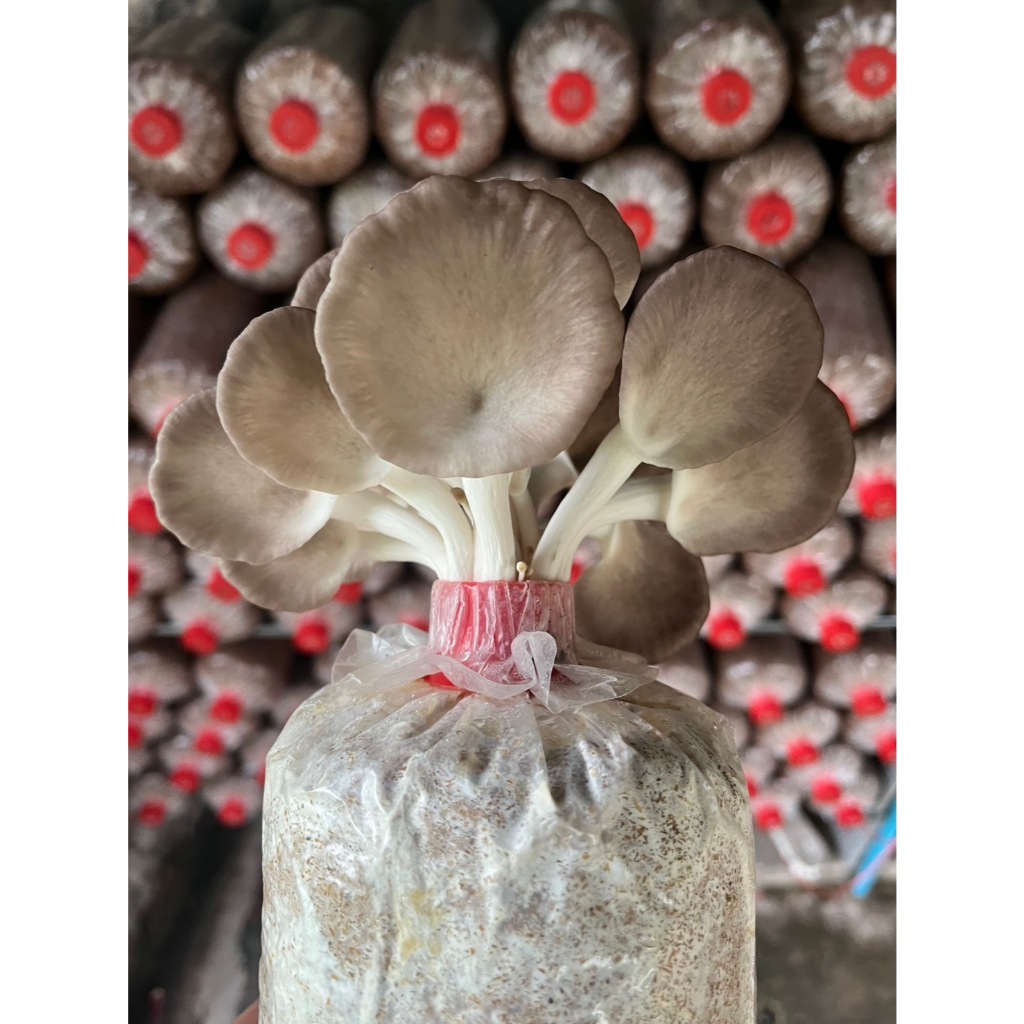 ก้อนเห็ดนางฟ้าฏูฐาน 20 ก้อน พร้อมออกดอก มีคู่มือการเพาะเลี้ยงและดูแล