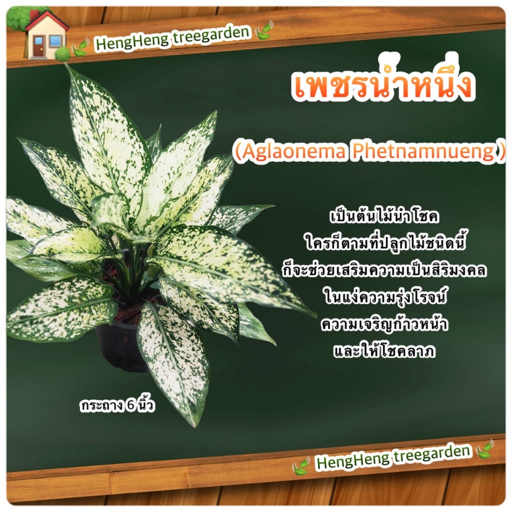 ต้นเพชรน้ำหนึ่ง กระถาง 6-8 นิ้ว ต้นไม้มงคลไม้ฟอกอากาศ เสริมดวงโชคลาภ ต้นจริงสวยมากใบเยอะ
