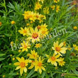 ต้นกล้าดอกจันทร์ฉาย(coreopsis big bang redshift) ต้นแข็งแรงรากแน่นๆ ทนแล้งออกดอกสวย