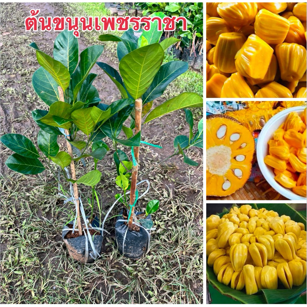 ต้นขนุนเพชรราชา ทาบกิ่งพร้อมส่งค่ะ