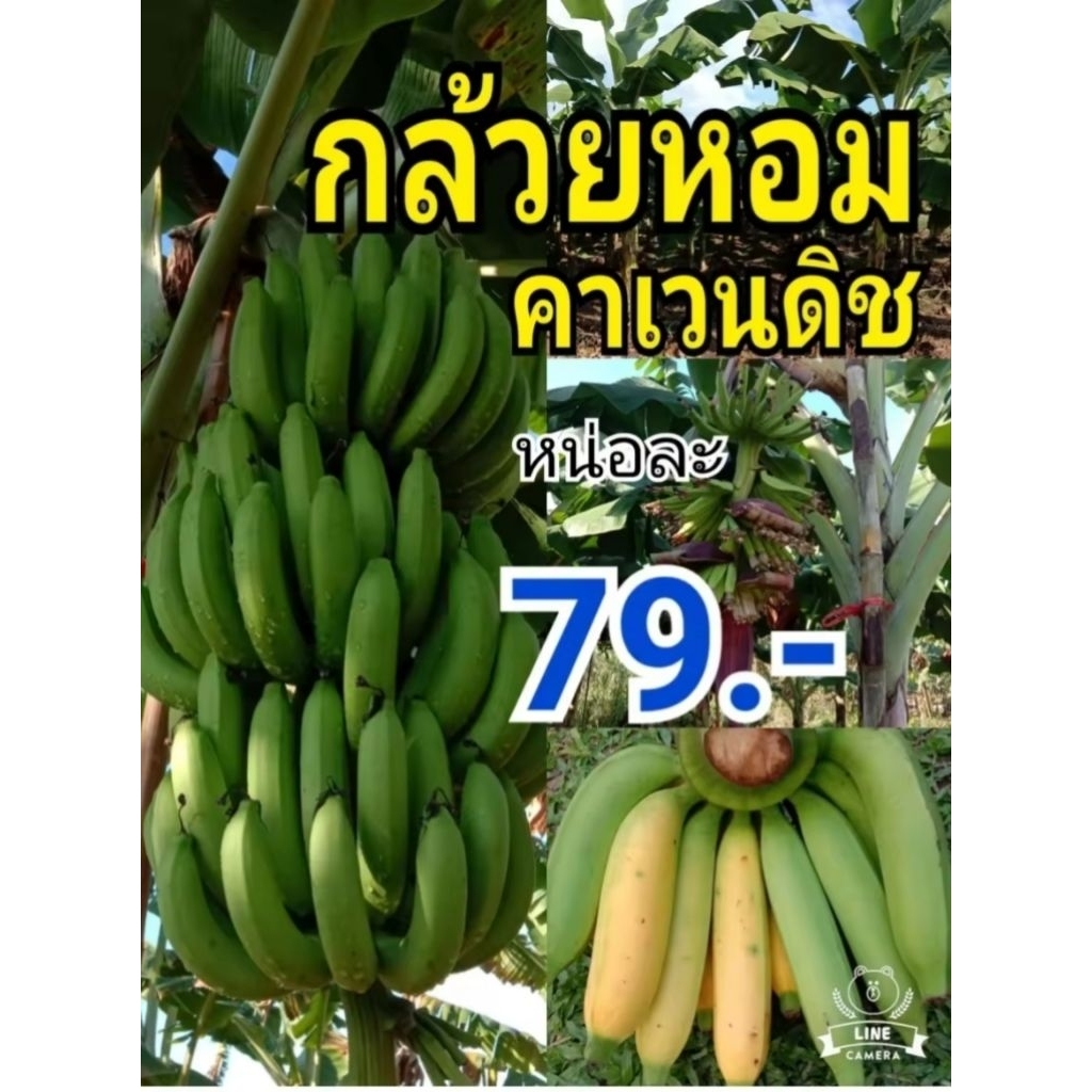 หน่อกล้วยหอมคาเวนดิช หน่อละ79.- บาท