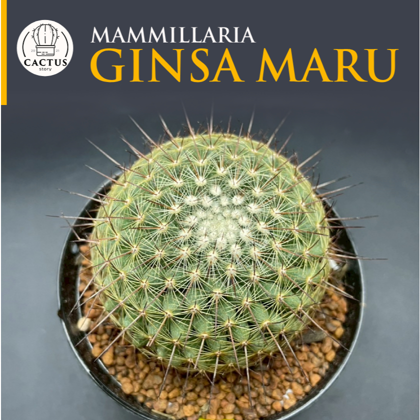 Mammillaria Ginsa Maru ไม้เมล็ดกระถาง 3 นิ้ว หนามสวยๆ